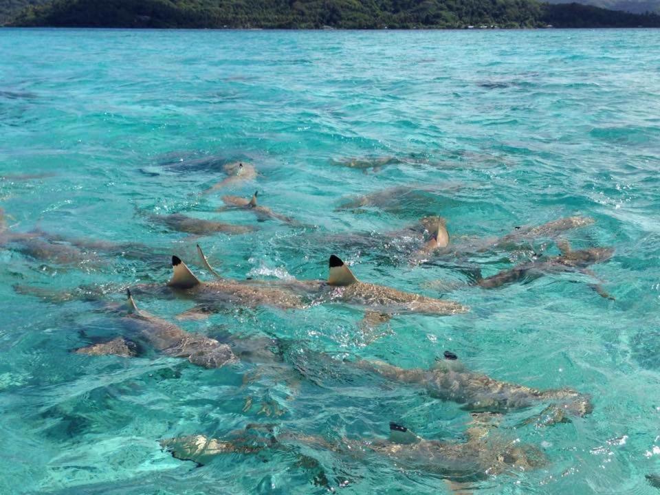 Pension Hibiscus Tahaa Uturoa Luaran gambar